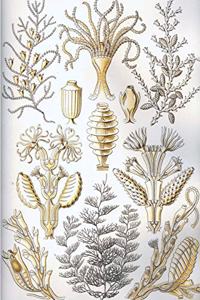 Haeckel Scientific Biological Art Notebook
