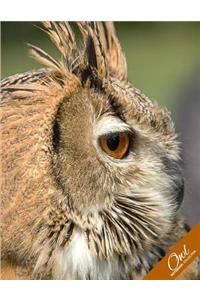 Owl Notebook Collection