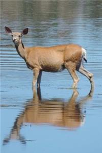 Mule Deer Journal