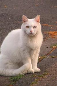 A Gorgeous White Cat Sitting on the Pier Journal