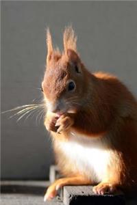 An Awesome Squirrel in the Sunlight Wildlife Journal