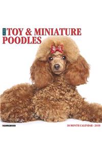 Just Toy & Miniature Poodles 2019 Wall Calendar (Dog Breed Calendar)