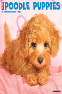 Poodle Puppies 2026 12 X 12 Wall Calendar