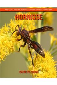 Hornisse
