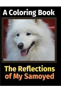 Reflections of My Samoyed