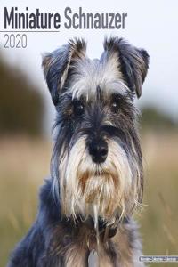 SCHNAUZER MINIATURE W 2020