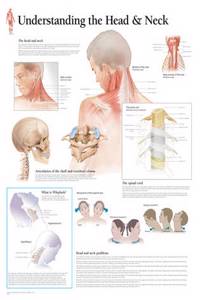 Understanding the Head & Neck Wall Chart