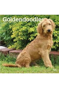 Goldendoodles 2020 Square