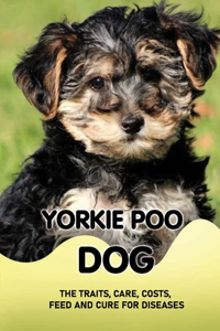 Yorkie Poo Dog