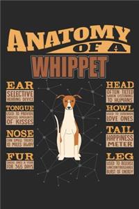 Anatomy Of A Whippet