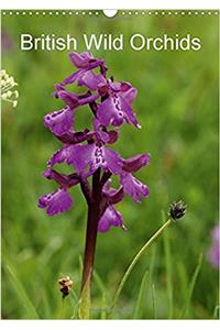 British Wild Orchids 2017