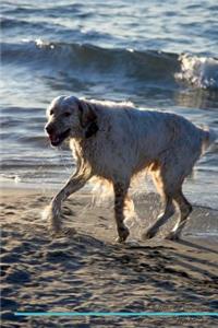 English Setter Affirmations Workbook English Setter Presents