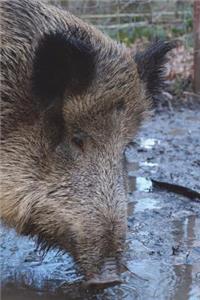Wild Boar Journal