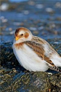 Snow Bunting Bird Journal