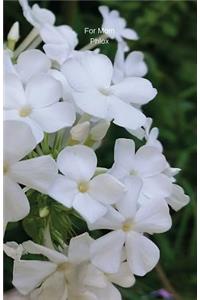 For Mom Phlox