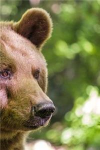 Bear Notebook
