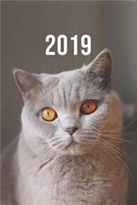 2019: Jan - Dez Wochenplaner - 365 Tage Terminkalender Mit Uhrzeit - 1 Tag Auf 1 Seite, Ca. A5 - Mieze Katze