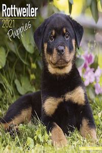 Rottweiler Puppies 2021 Wall Calendar