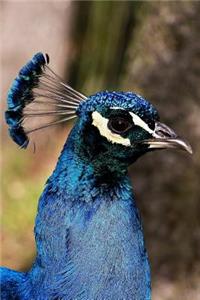 Blue Crested Peacock Journal
