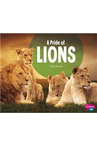 A Pride of Lions