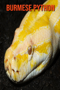Burmese Python