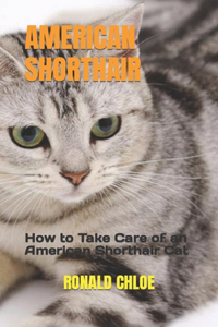 American Shorthair