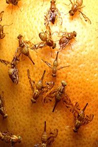 Insect School Composition Book Fruit Flies On Grapefruit Entomology