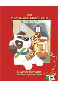 The Mischievous Adventurous St. Bernard
