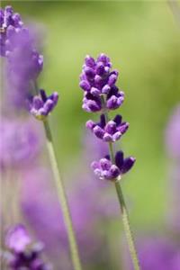 Mind Blowing Lavender Journal