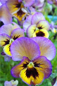 Purple and Yellow Pansy Flower Journal