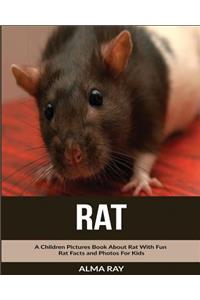 Rat