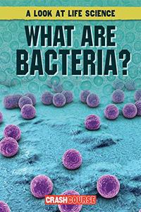 What Are Bacteria?