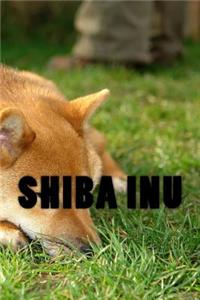 Shiba Inu