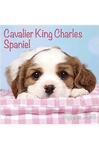 Cavalier King Charles Spaniel Puppies 20 (Mini Square)
