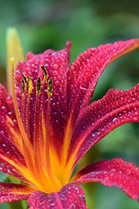 Lily Notebook