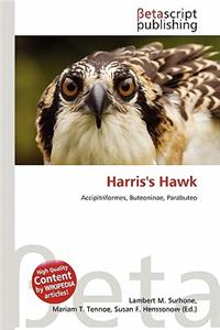 Harris's Hawk