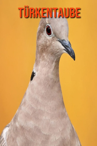 Türkentaube