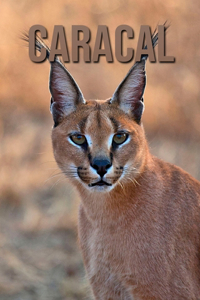 Caracal