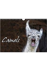 Camels / UK-Version 2017