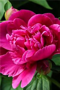 Indiana State Flower - Peony Journal