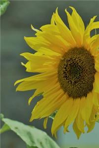 Sunflower Journal