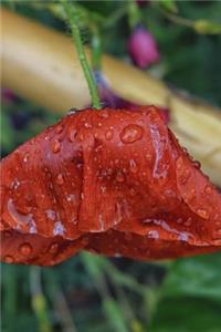 Poppy Rain Journal