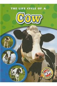 Life Cycle of a Cow