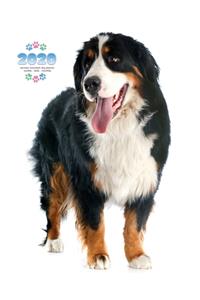 2020 Bernese Mountain Dog Planner - Weekly - Daily - Monthly