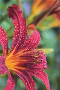 Brilliant Red and Orange Lily Covered in Morning Dew Journal