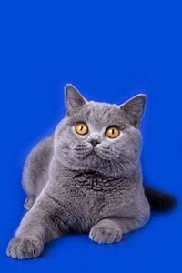 British Shorthair Notebook
