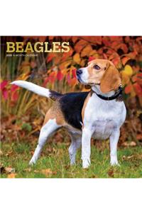 Beagles 2020 Square Foil