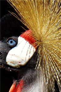 Grey Crowned Crane Notebook