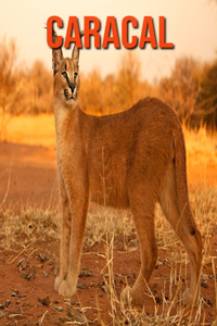 Caracal