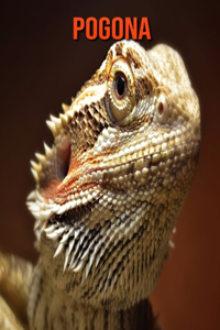 Pogona